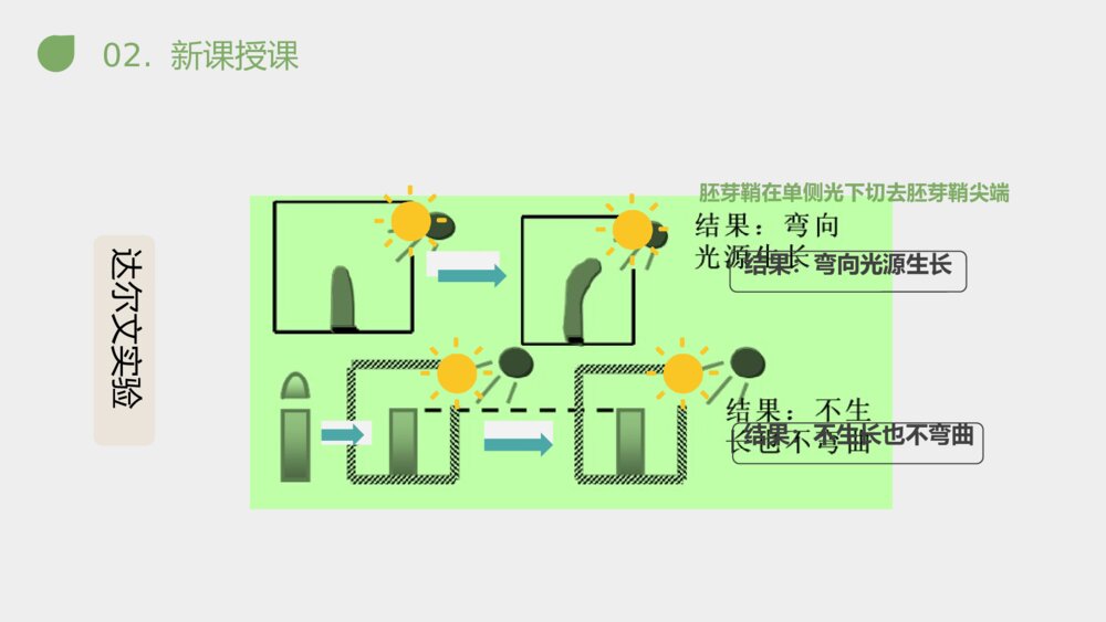 《植物生长素的发现》人教版必修三生物PPT课件8