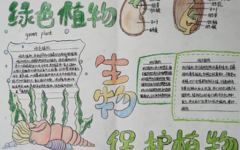 关于生物手抄报图片 绿色植物+种子植物+孢子植物