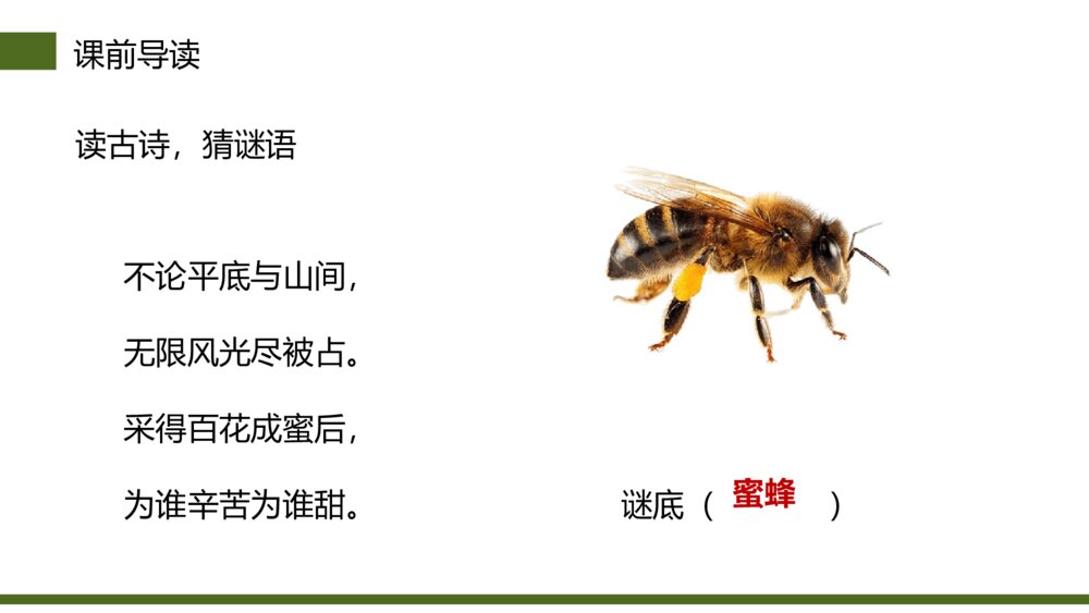 小学三年级语文下册第四单元《蜜蜂》PPT教学课件3