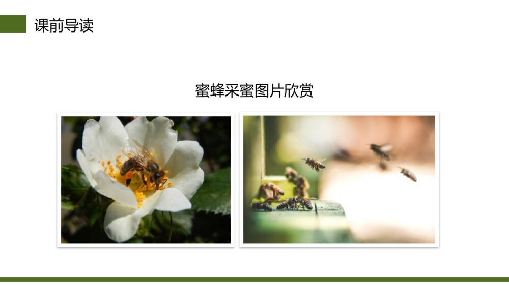 小学三年级语文下册第四单元《蜜蜂》PPT教学课件4