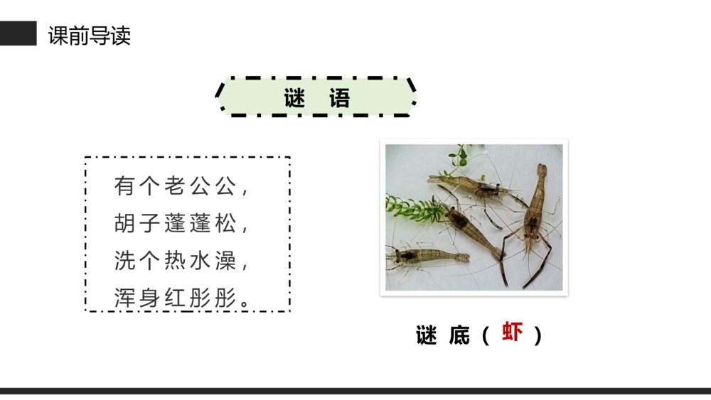 小学三年级语文下册第四单元《小虾》PPT教学课件3