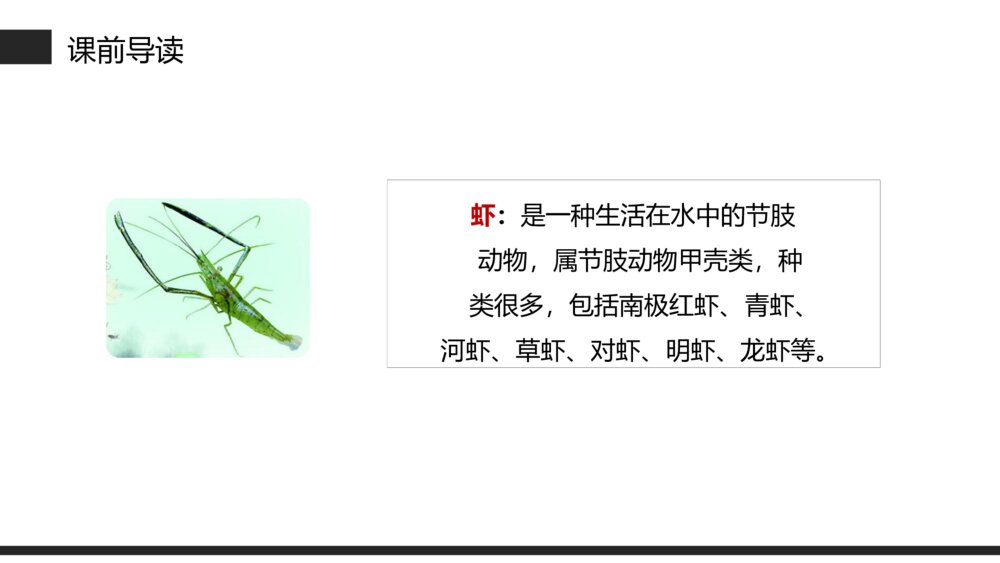 小学三年级语文下册第四单元《小虾》PPT教学课件4