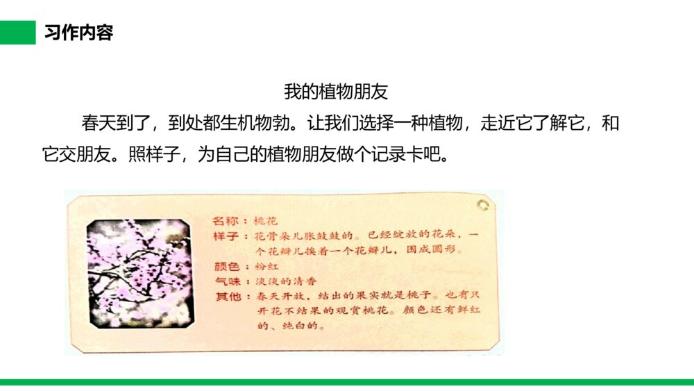 小学三年级语文下册第一单元《习作——我的植物朋友》PPT教学课件4