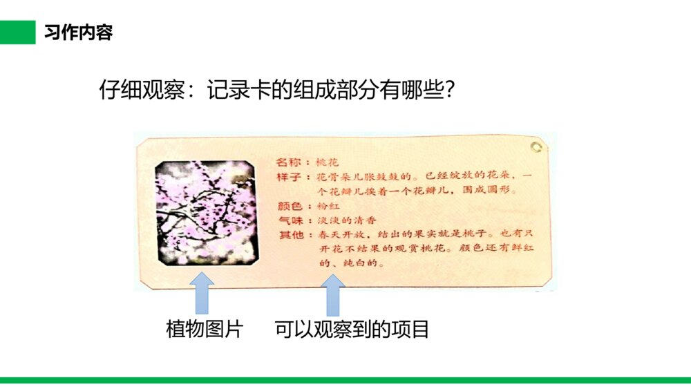 小学三年级语文下册第一单元《习作——我的植物朋友》PPT教学课件5