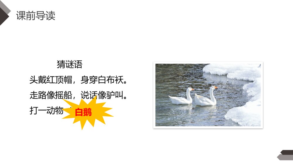 人教版《白鹅》四年级语文下册PPT精品课件3