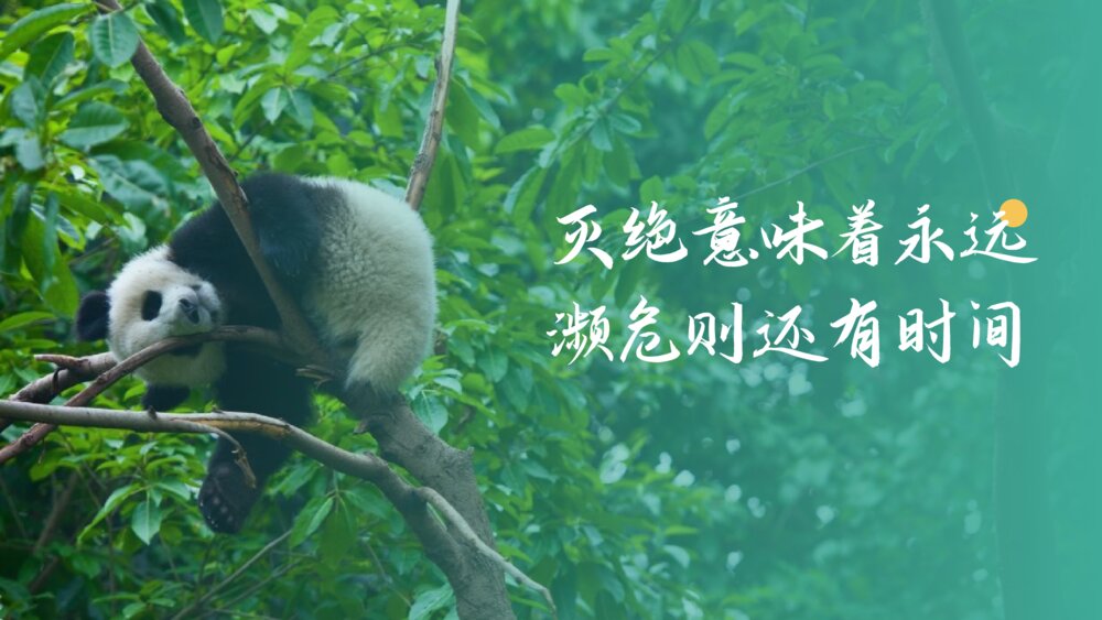 《保护动物 从我做起》PPT班会课件10