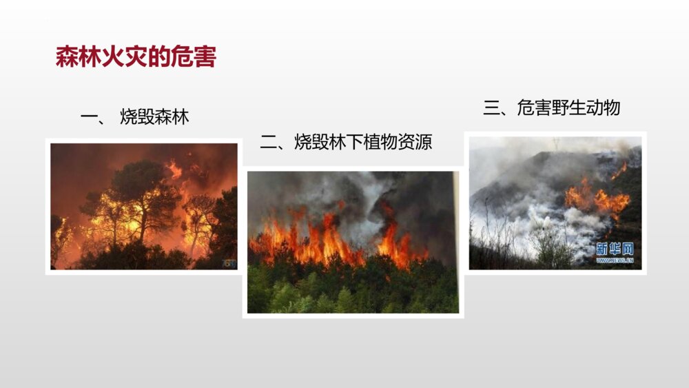 《森林防火 人人有责》PPT班会课件6