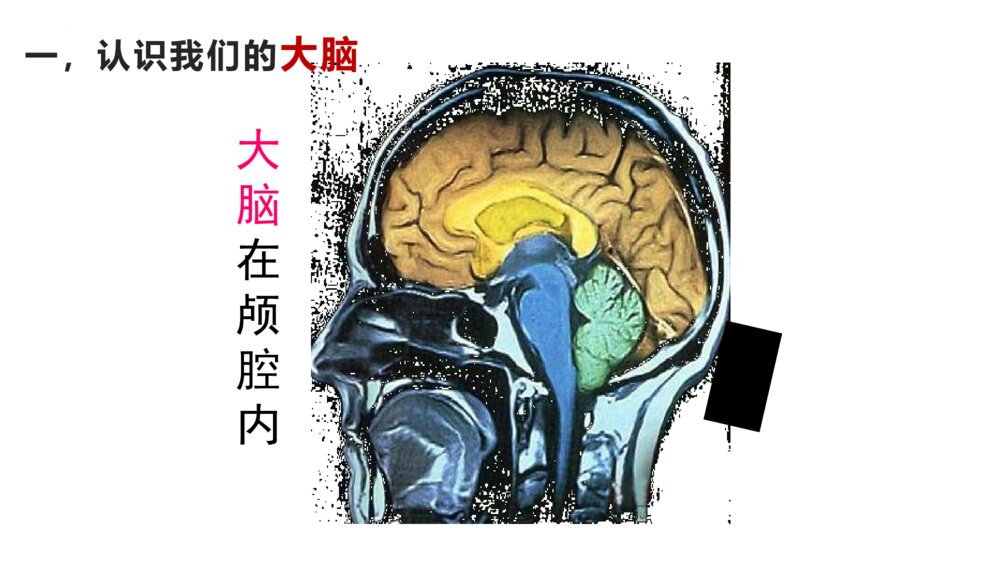 《学会学习，科学用脑》小学生主题班会PPT课件（含内容文字）3
