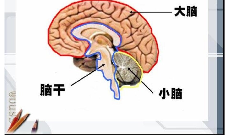 《学会学习，科学用脑》小学生主题班会PPT课件（含内容文字）4