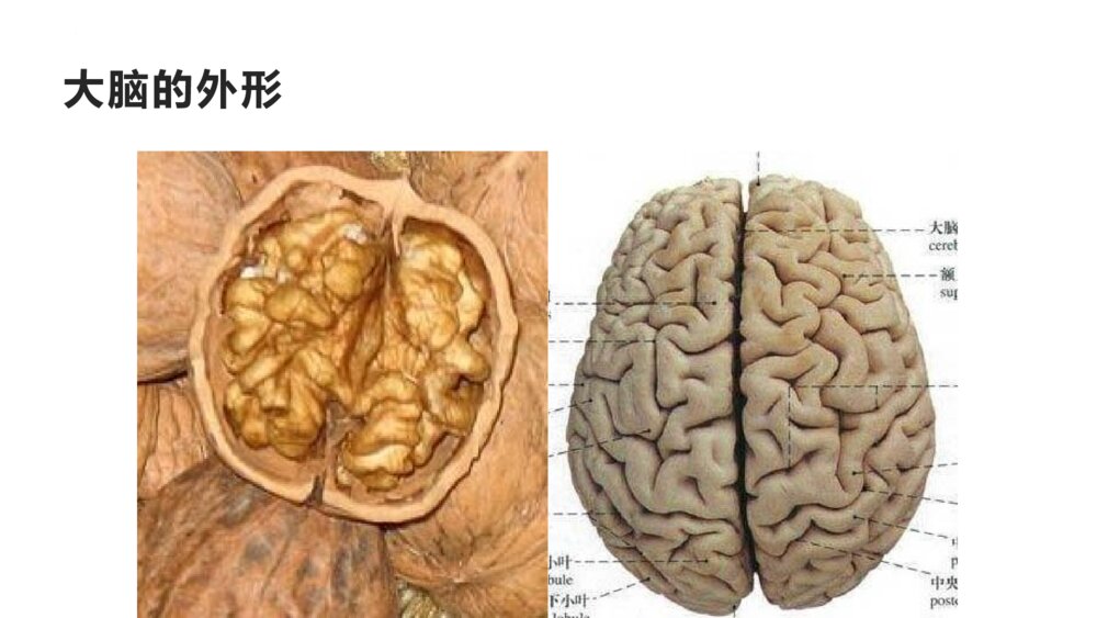 《学会学习，科学用脑》小学生主题班会PPT课件（含内容文字）5