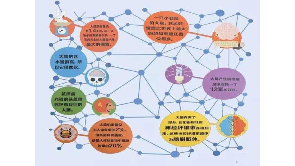 《学会学习，科学用脑》小学生主题班会PPT课件（含内容文字）6