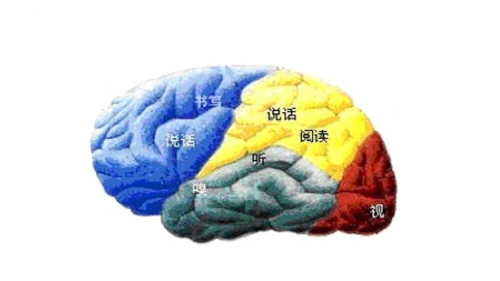《学会学习，科学用脑》小学生主题班会PPT课件（含内容文字）7