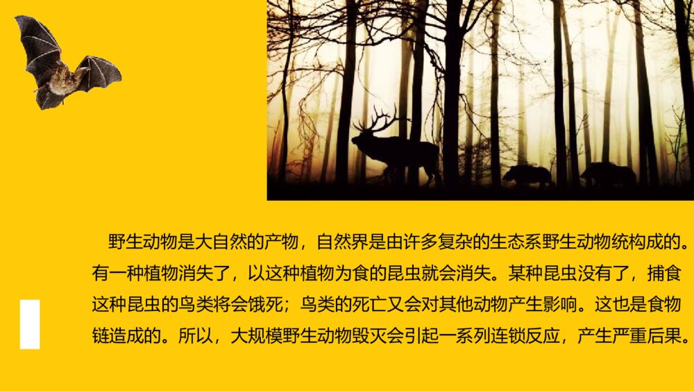 拒绝野味·保护动物PPT班会课件(带内容文字可编辑修改)4
