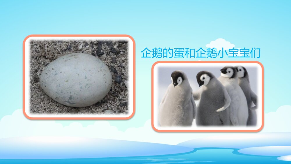 《不怕冷的企鹅》幼儿园小班科学教育活动主题PPT课件6