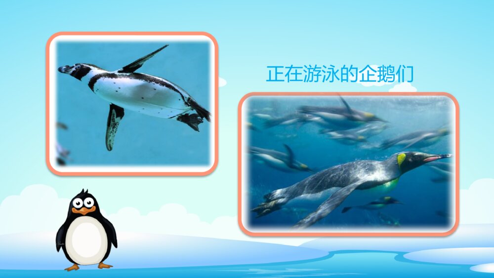 《不怕冷的企鹅》幼儿园小班科学教育活动主题PPT课件7