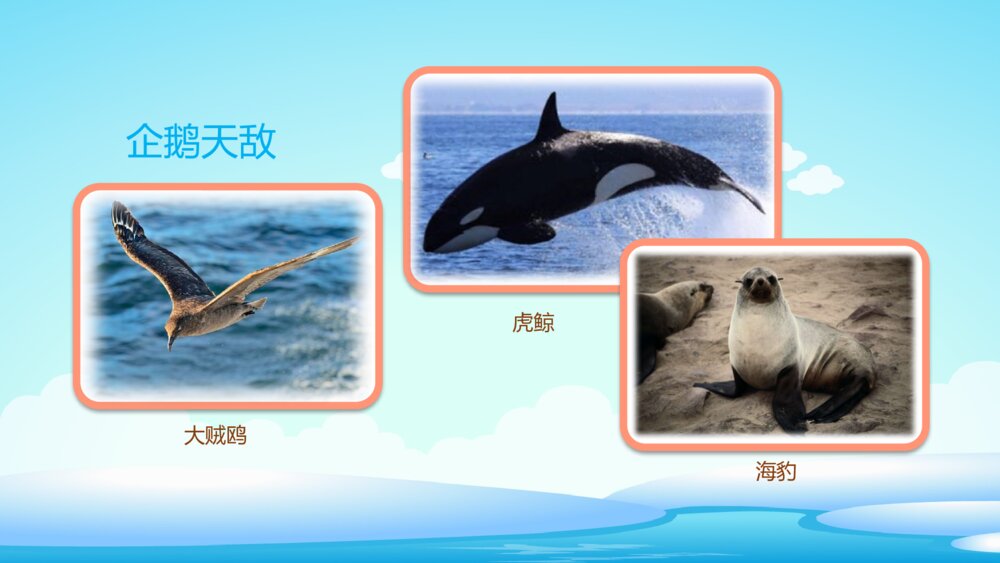《不怕冷的企鹅》幼儿园小班科学教育活动主题PPT课件10
