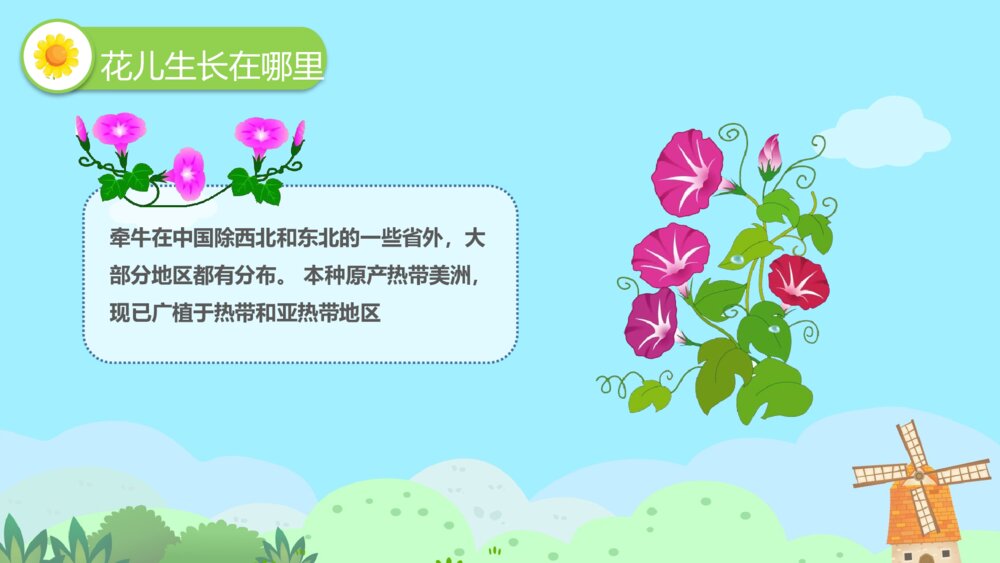 《牵牛花》幼儿园小班科学活动教育主题PPT课件5