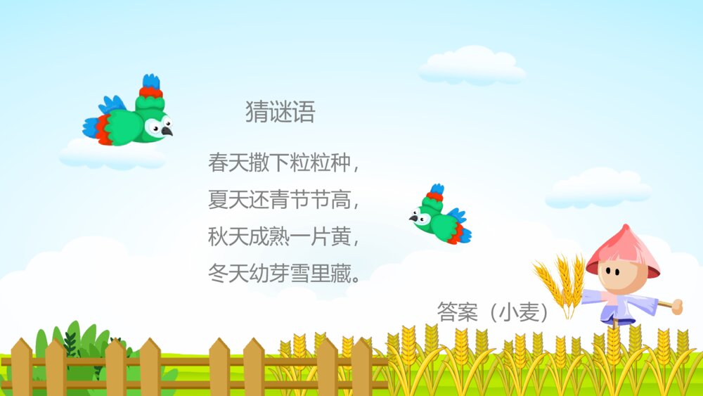 《小麦的一生》幼儿园科学教育教学PPT课件5