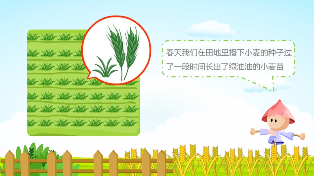 《小麦的一生》幼儿园科学教育教学PPT课件6