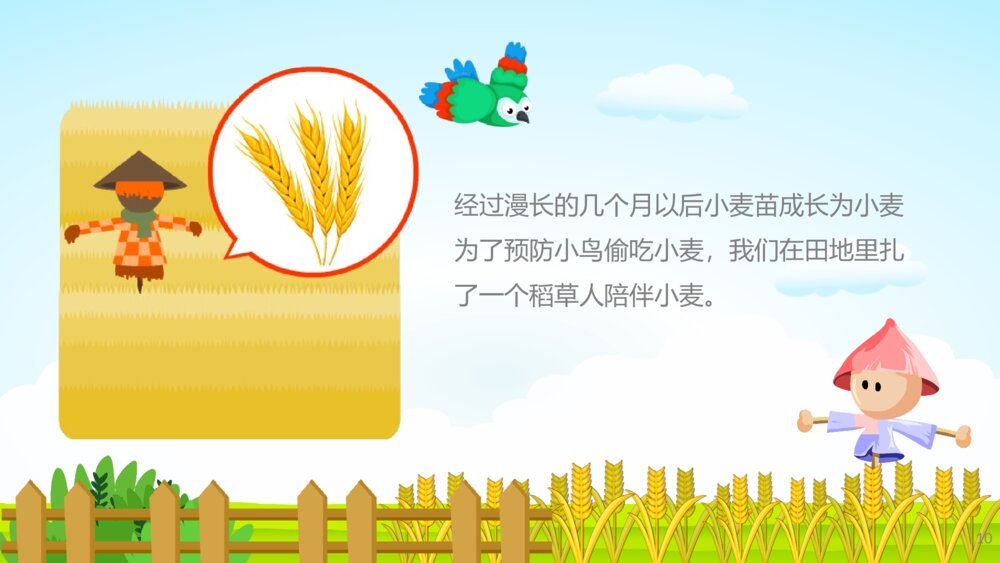 《小麦的一生》幼儿园科学教育教学PPT课件10