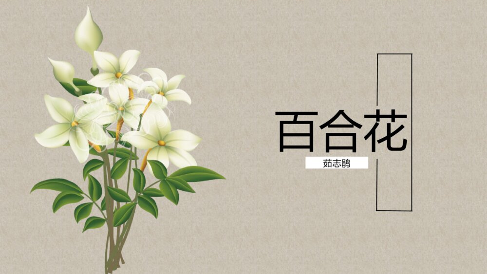 高中语文必修一  《百合花》PPT优质课件