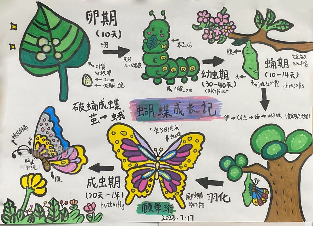 蝴蝶的一生生物观察手抄报绘画图片（1张） 生物手抄报