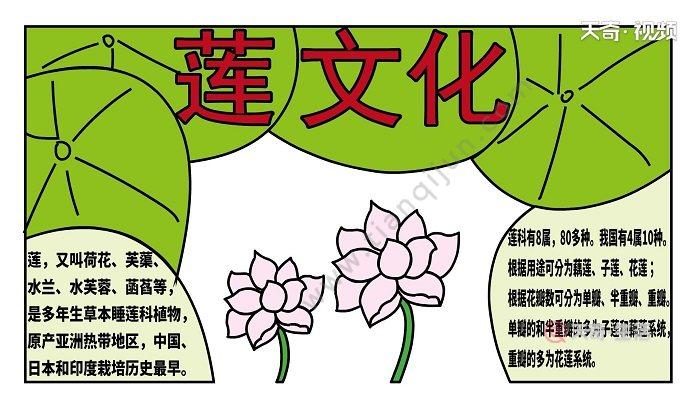 关于莲花文化的手抄报 关于文化的手抄报