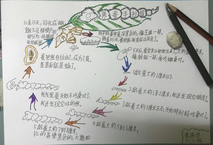 小学生3年级养蚕手抄报 3年级手抄报