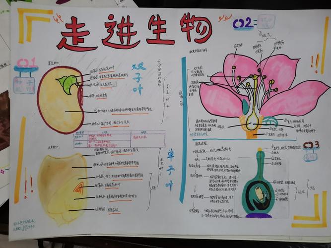 简单好看的生物手抄报 好看的手抄报