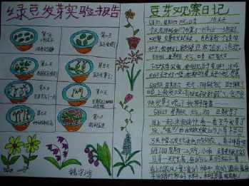 豆芽观察日记七天带图手抄报 国庆七天乐手抄报