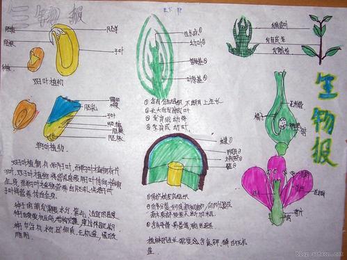 生物动植物的手抄报 关于生物的手抄报