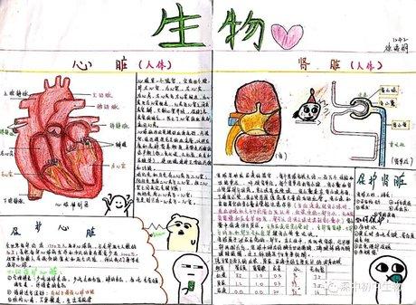 生物动植物的手抄报 关于生物的手抄报