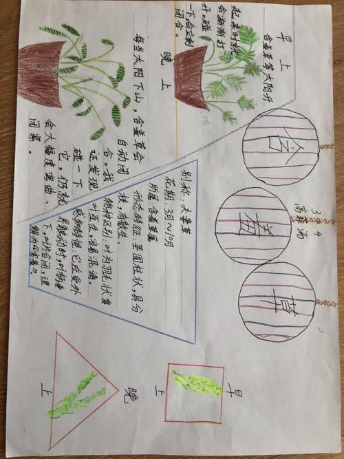 四季植物科学手抄报 四季手抄报