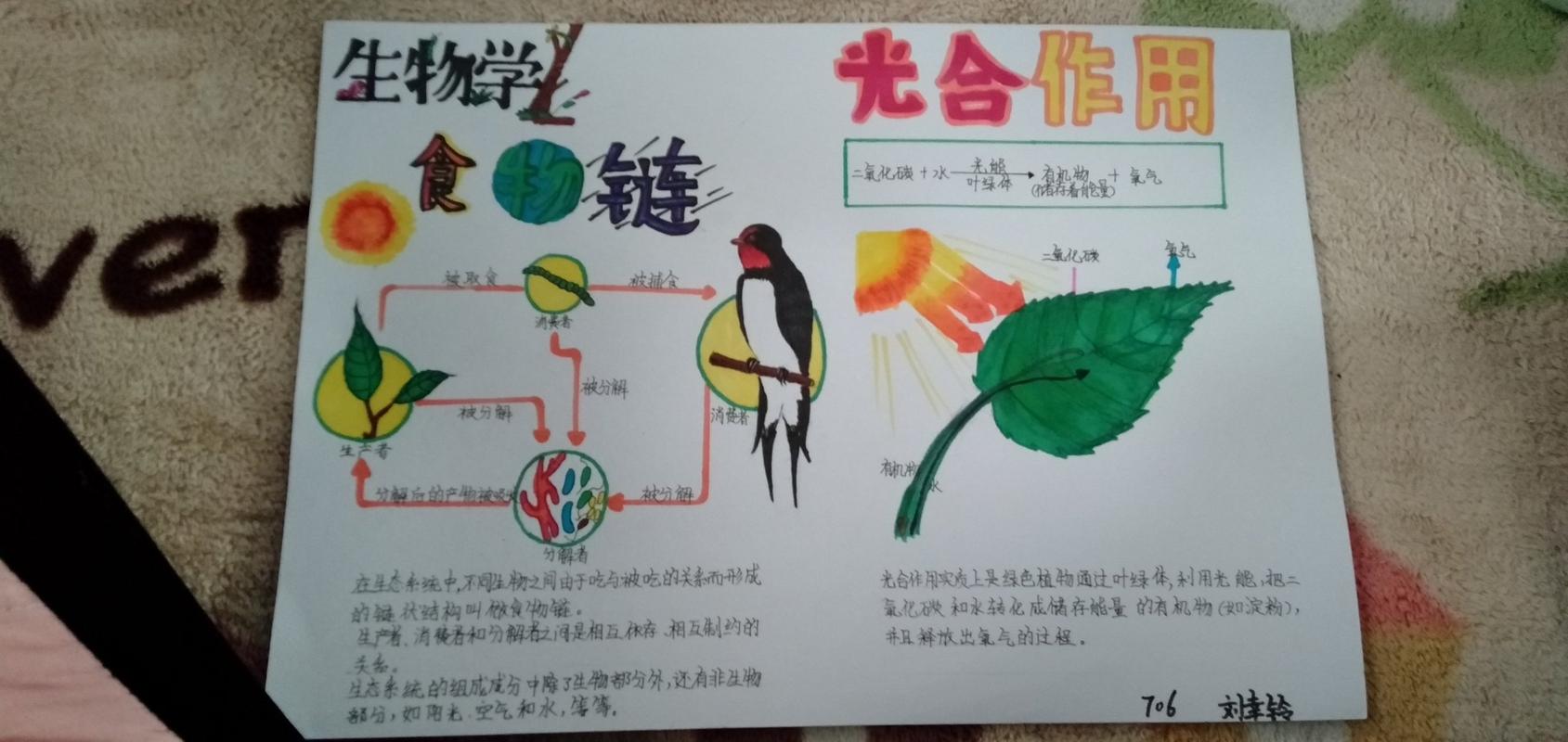 发现生物的美手抄报 关于生物的手抄报