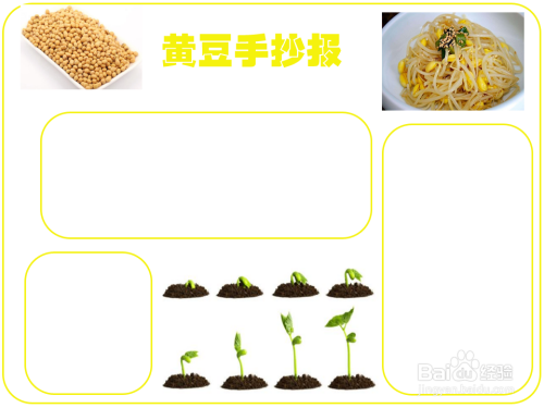 以大豆为素材的手抄报 手抄报模板大全