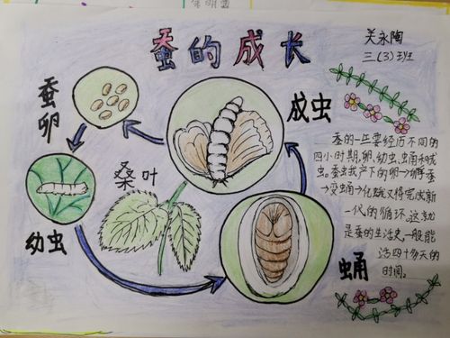 关于科学养蚕的手抄报 蚕的手抄报