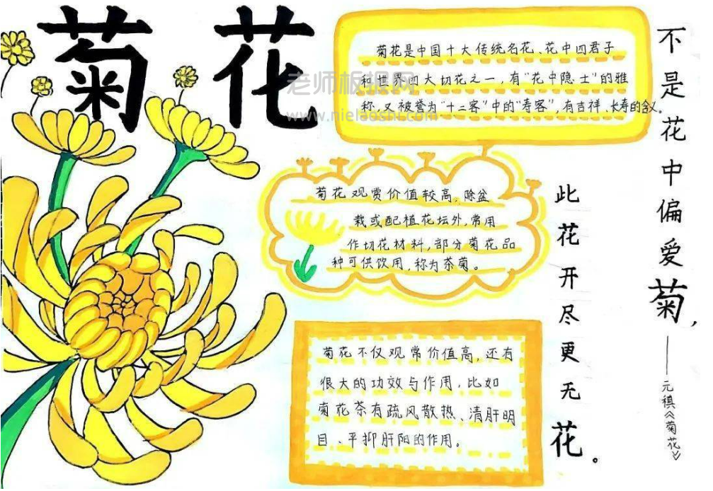 菊花手抄报图片 菊花手抄报简单又漂亮配古诗怎么画