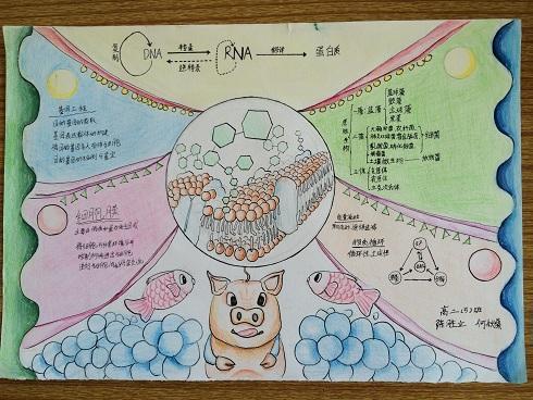 关于生物小知识手抄报 数学小知识手抄报