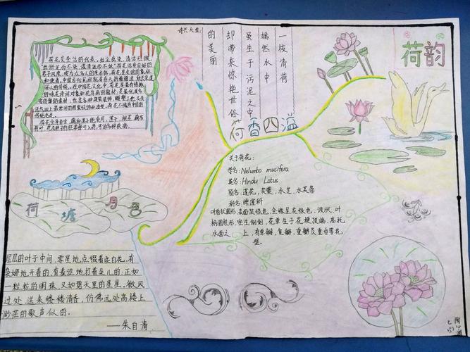 小学生莲韵幽芳手抄报 小学生手抄报