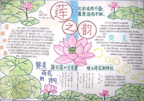 小学生莲韵幽芳手抄报 小学生手抄报