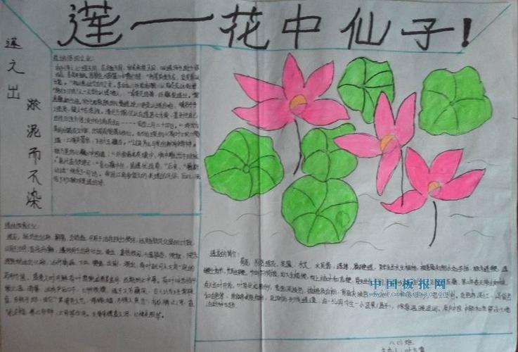 小学生莲韵幽芳手抄报 小学生手抄报