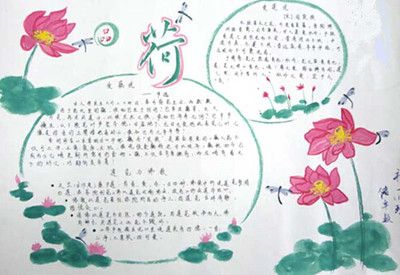 小学生莲韵幽芳手抄报 小学生手抄报