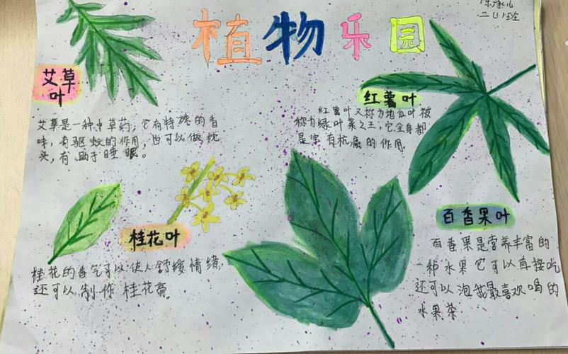 关于植物最漂亮的手抄报 最漂亮的手抄报