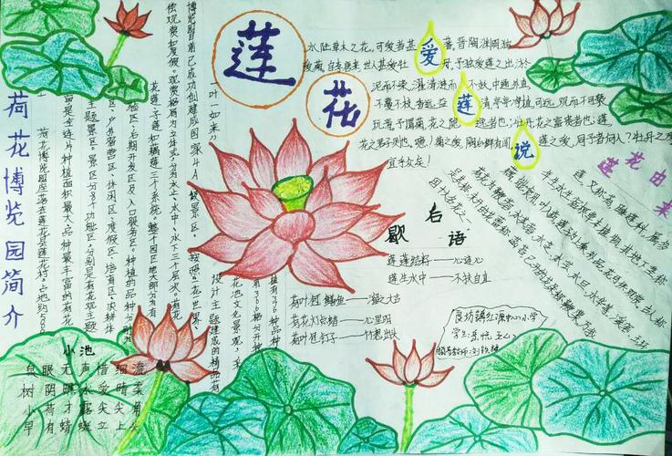 莲花县爱莲说手抄报 手抄报图片大全集