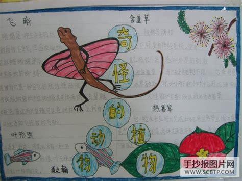 有四幅图的动植物手抄报 植物园手抄报