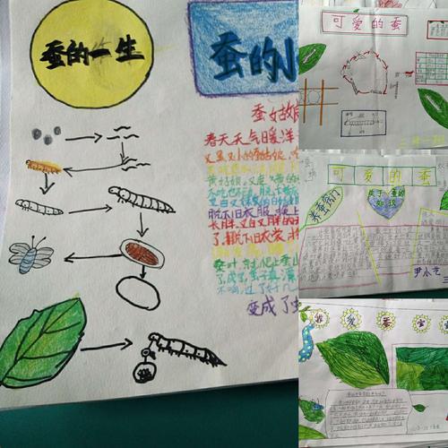 小学科学养蚕手抄报 小学科技手抄报