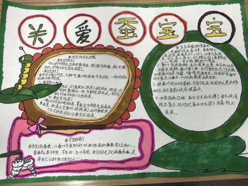 小学科学养蚕手抄报 小学科技手抄报