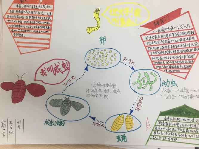 小学科学养蚕手抄报 小学科技手抄报
