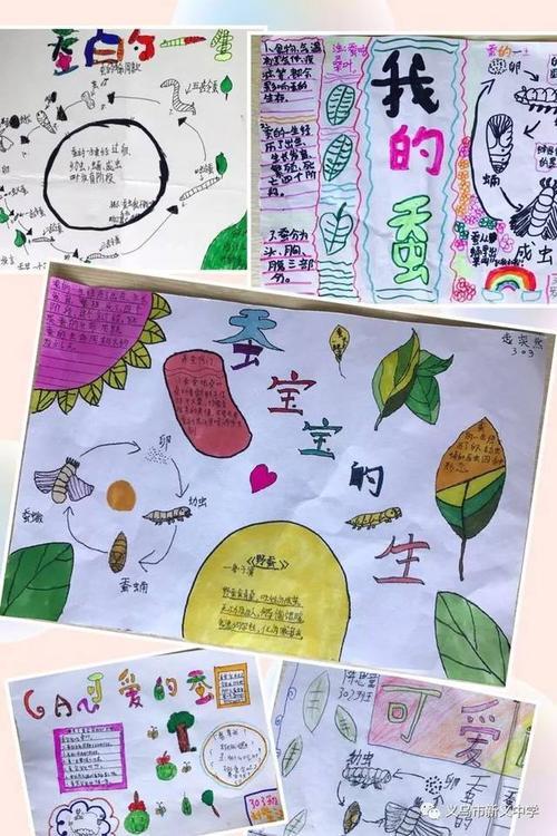 小学科学养蚕手抄报 小学科技手抄报