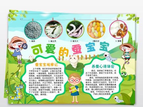 小学科学养蚕手抄报 小学科技手抄报